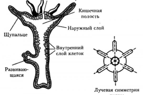 Рабочая blacksprut bs2webes net