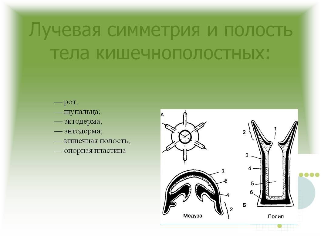 Блэк спрут как зарегистрироваться